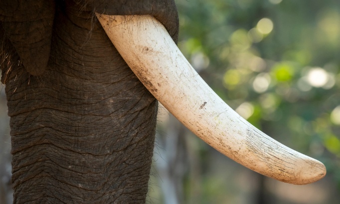 Pour la protection des éléphants contre braconnage et mauvais traitements