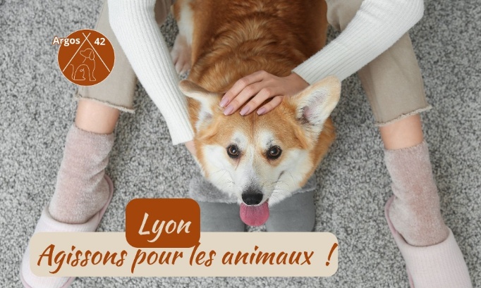 Lyon 2026 : Des engagements pour les animaux | Municipale 2026