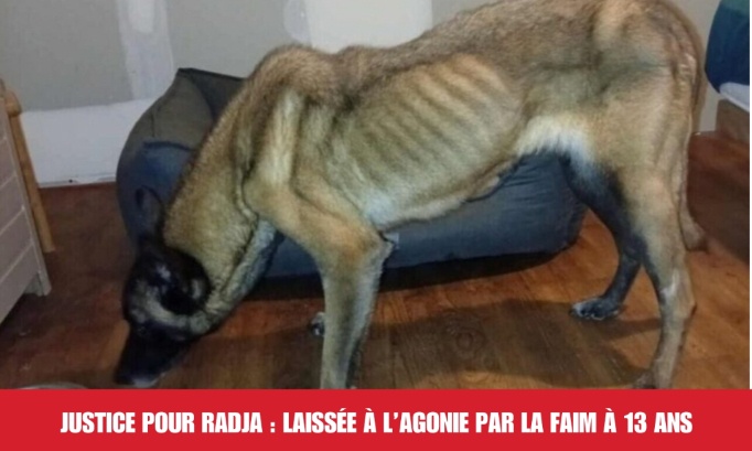 Justice pour Radja : laissée à l’agonie par la faim à 13 ans