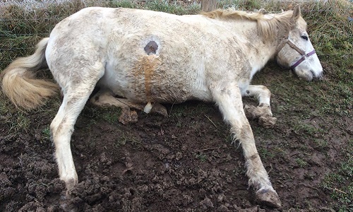 On a tué notre jument Ninfa de Cazaux
