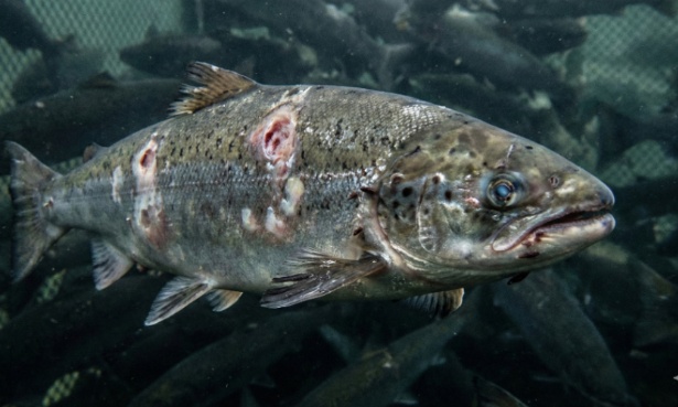 Tesco: stop buying "zombie salmon" from scottish farms and close the cages