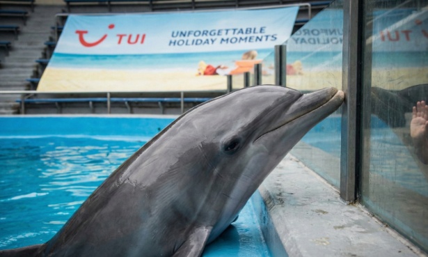 Tui group: stop profiting from dolphin captivity before your feb 10 meeting