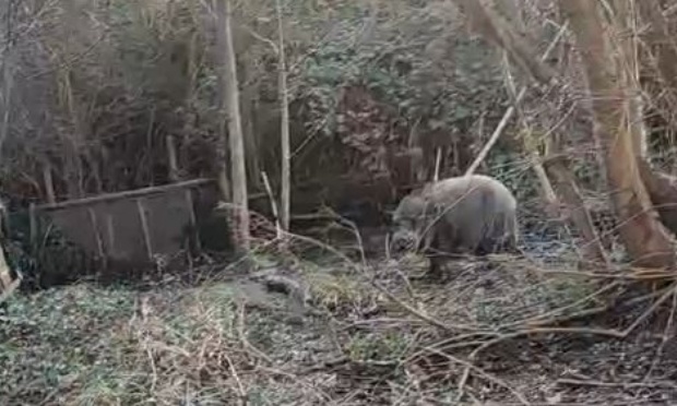 Interdiction stricte de la chasse autour d'un sanctuaire pour animaux de ferme