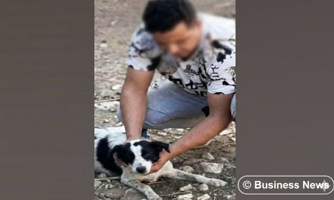 Justice pour le chiot égorgé de Monastir : stop à la torture animale !