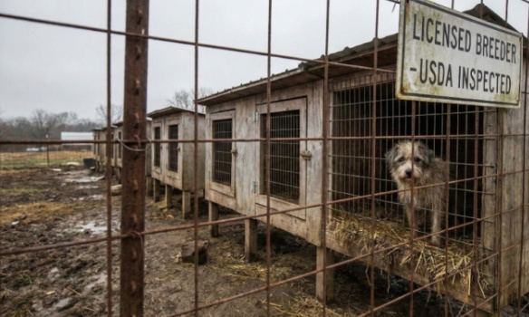 "They saw them rotting alive and just walked away." Seize the Wayne County dogs NOW!