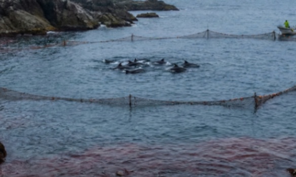 Massacre in taiji: save the super-pod of dolphins before they turn the sea red