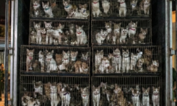 500 chats volés sont piégés dans des caisses : ne les laissez pas être 