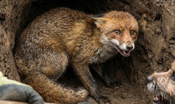 Des chasseurs de criminels ont déterré un terrier de renard protégé. Poursuivez-les maintenant.