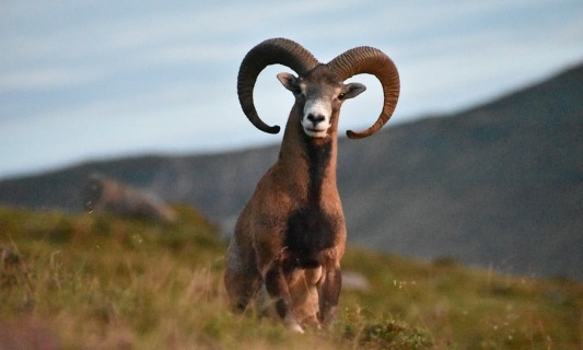 Non à l’abattage des mouflons importés illégalement par un chasseur !