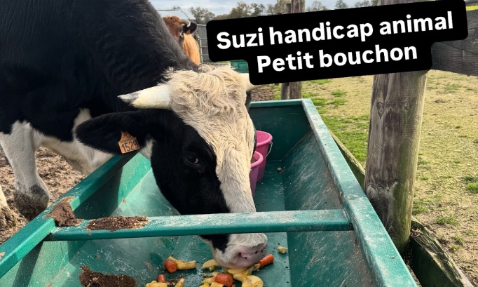 URGENT : Petit Bouchon risque l’euthanasie : demandons un second test !