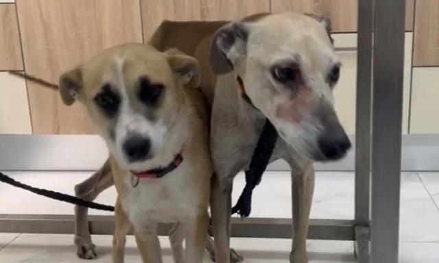 SOS - Aidez-nous à retrouver la chienne maltraitée de l'hôtel El Mouradi Cap Madhia