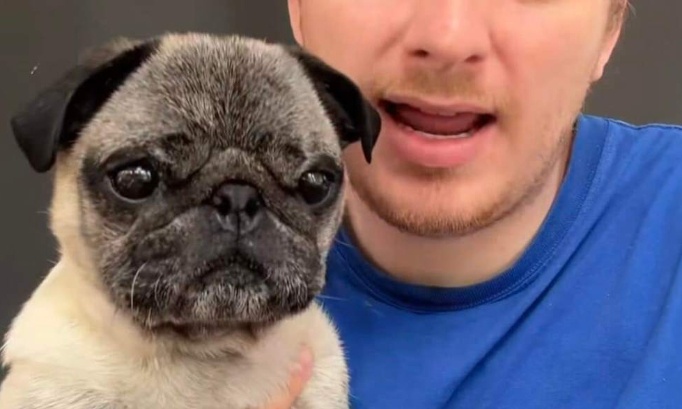 Retirons le chien de l'influenceur qui a simulé son vol pour le buzz !