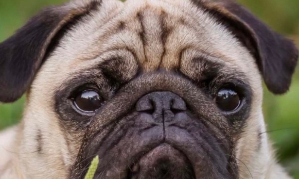 Pour que Cyril fasse don de tout l’argent généré par son prank à la SPA