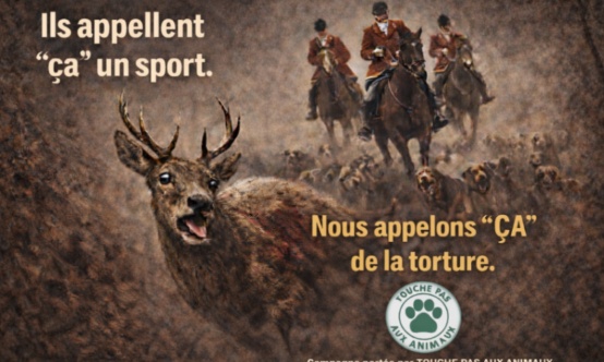 Stop à la chasse à courre
