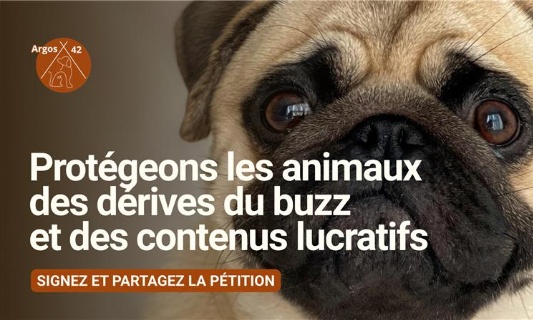 Faux enlèvement du chien Albert : la détresse animale ne doit pas servir de buzz