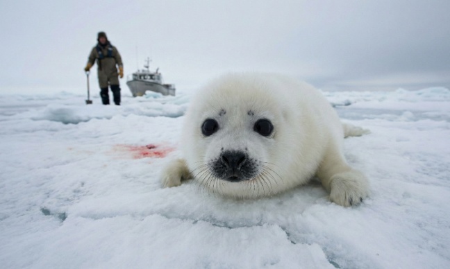 Sauvez les bébés phoques du Canada : Stoppez le massacre commercial !