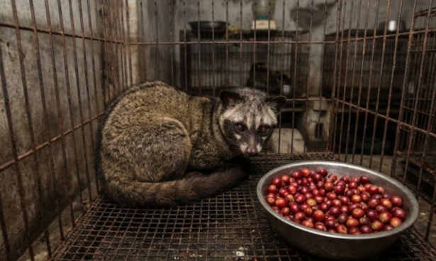 La dure vérité : pourquoi vous devez boycotter le café Kopi Luwak