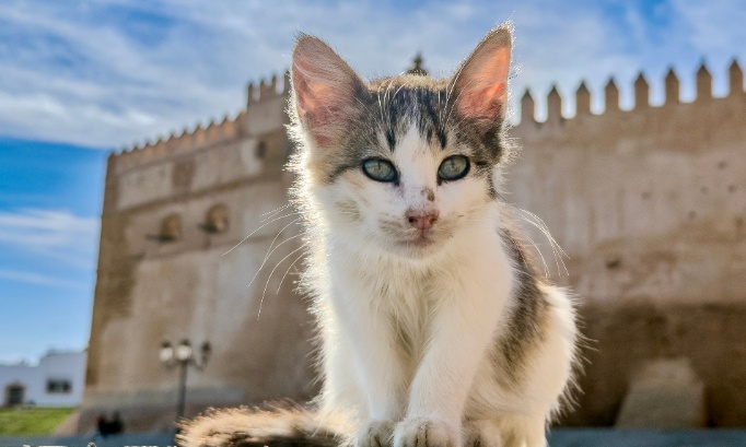 Urgence contre les crimes silencieux et quotidiens sur les chats errants à Nador au Maroc