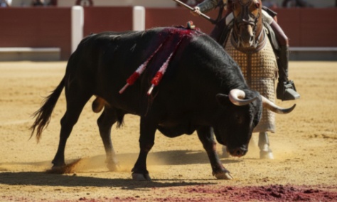 Protégeons les enfants et les animaux : interdisons les écoles de corrida pour mineurs maintenant