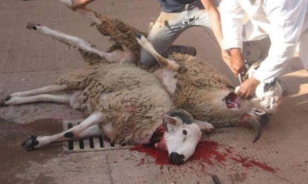 Interdisez la viande halal en France pour réduire la souffrance animale