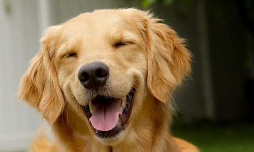 Contre les chiens appâts à la Réunion pour la pêche aux requins !