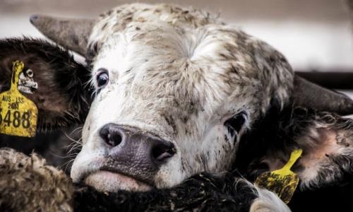 Australie / Israël - Arrêt immédiat du transport des animaux vivants