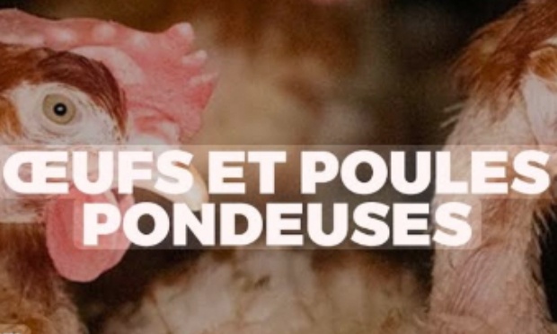 Stop à l'installation d'un poulailler industriel de 140 000 poules au Fief‑Sauvin