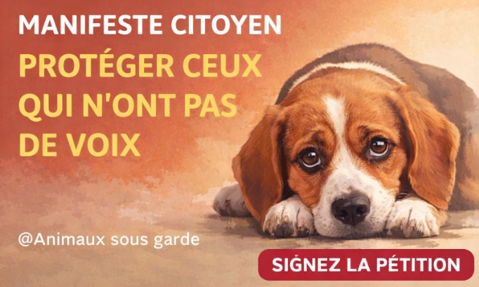 Pour une responsabilité réelle des communes dans la protection des animaux domestiques