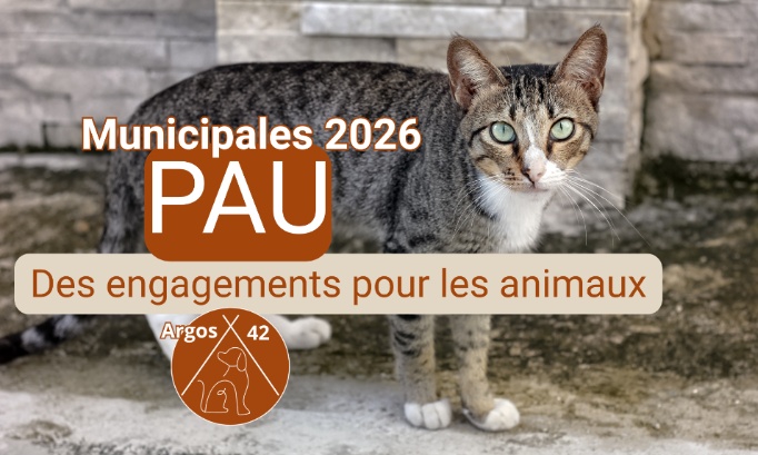 Municipales 2026 – Pau :  Des engagements clairs pour le bien-être animal
