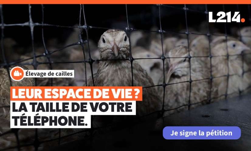 Carrefour doit stopper cette cruauté !