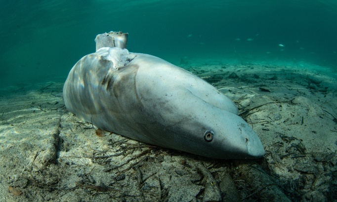 stop à la pêche aux ailerons de requin : mettez fin à l'abattage brutal de 73 millions de requins chaque année