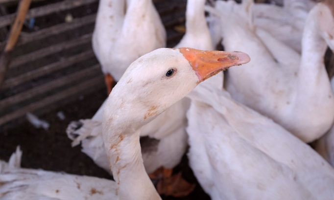 souffrance pour la douceur : interdisez le plumage brutal des oies maintenant
