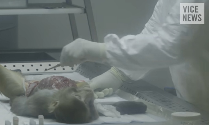 Mettez fin aux cris silencieux : interdisez l'utilisation brutale des primates dans les tests de toxicité