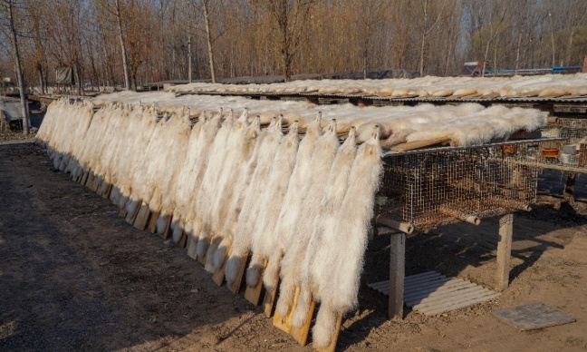 Stop à l'écorchement vivant des chiens viverrins en Chine !