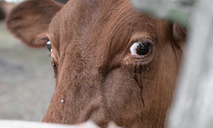 Arrêtez le massacre de masse au festival de Gadhimai au Népal