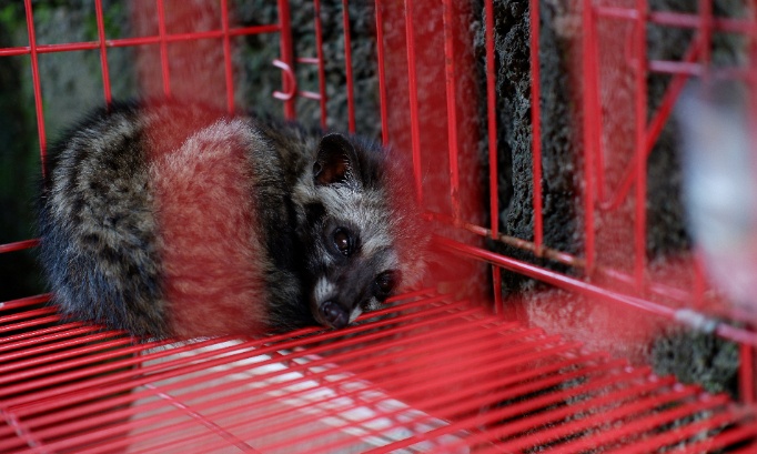 Stop à la torture des civettes pour l'industrie du parfum