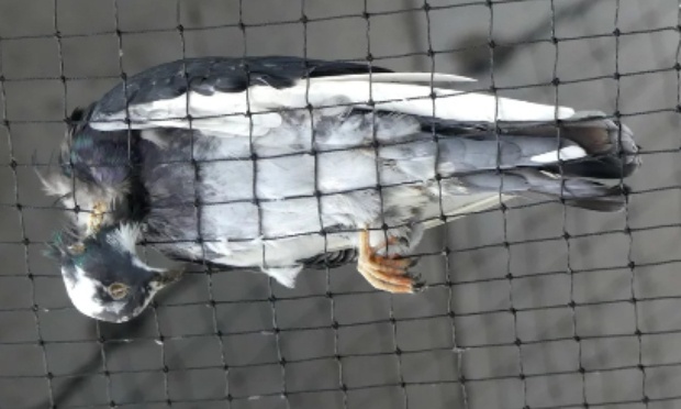 Pour le retrait immédiat des filets tueurs des pigeons de la RATP !!!