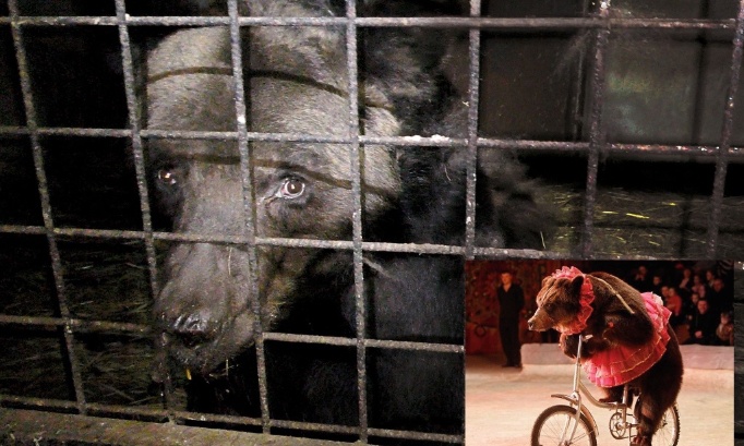 Interdisez les cirques avec animaux sauvages