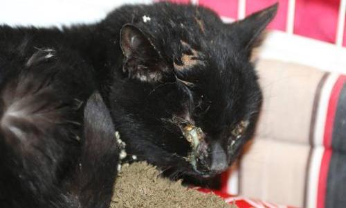 Niort - stoppez de suite les dysfonctionnements de votre fourrière !