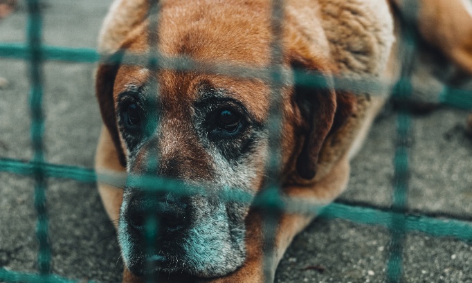 Faire adopter un chien actuellement dans un refuge depuis 1 an