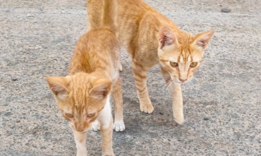 Pour sauver les chiens et les chats errants du Maroc : agissons maintenant !