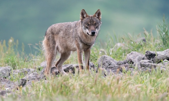 Bloquons un nouvel arrêté gouvernemental concernant l'abattage des loups