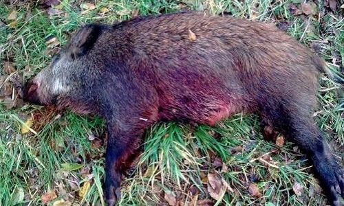 Non à l'option chasse au bac à Limoux ! N'apprenons pas le massacre à nos jeunes !