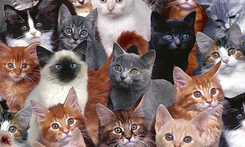 Contre le meurtre envisagé de millions de chats en Australie !