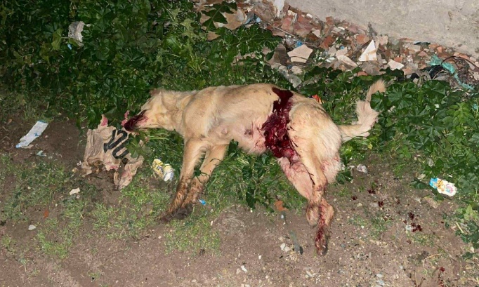 Maroc le génocide d'innocents animaux sans abri continu, une pression mondiale s'impose