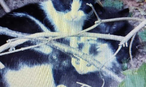 Interdisez la fourrure animale et stoppez son commerce mondial