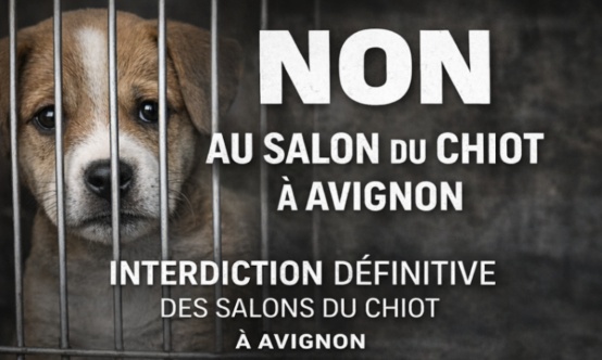 Pour l’arrêt définitif des salons de vente de chiots à Avignon