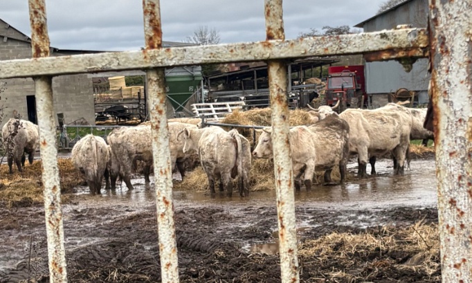 Pour la protection immédiate des vaches de ST GERMAIN SUR AVRE par la mairie et la DDPP