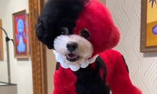 Interdisez les colorations pour chiens et chats en salons et à domicile