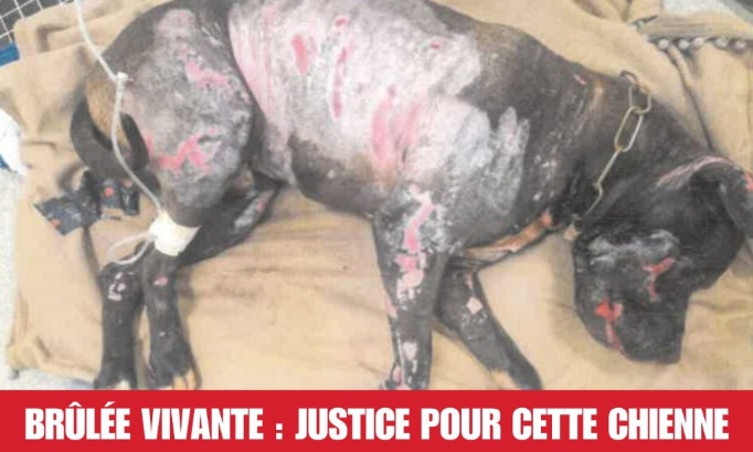Brûlée vivante : Justice pour cette chienne